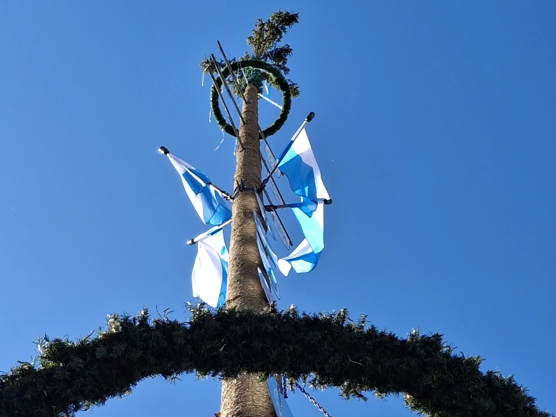Maibaum 5