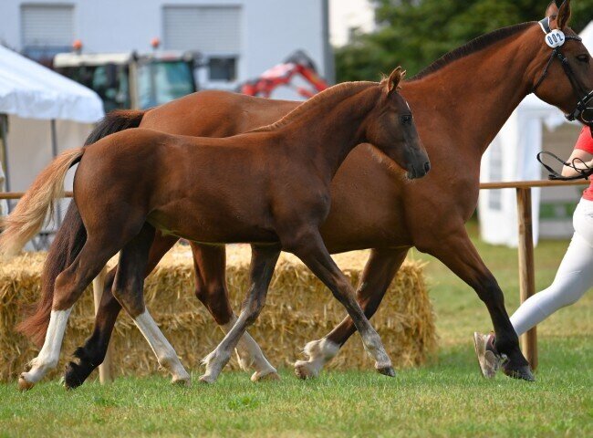 650x480-crop-90-siegerfohlen_usingen_2025