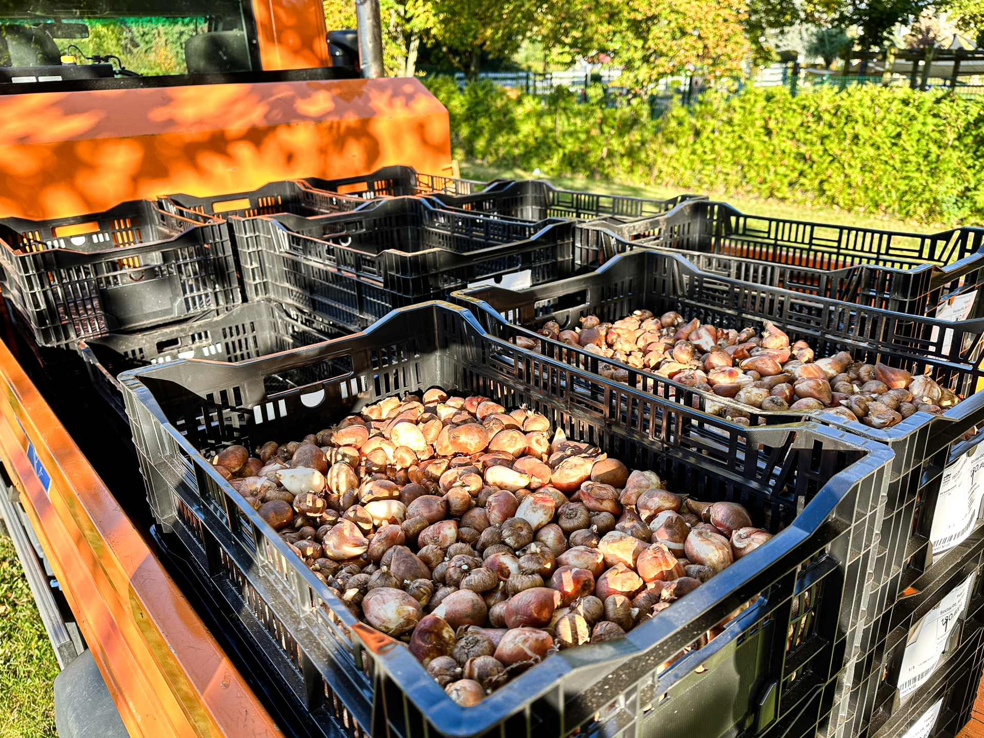 29 000 Blumenzwiebeln kamen in diesem Jahr in die Erde.