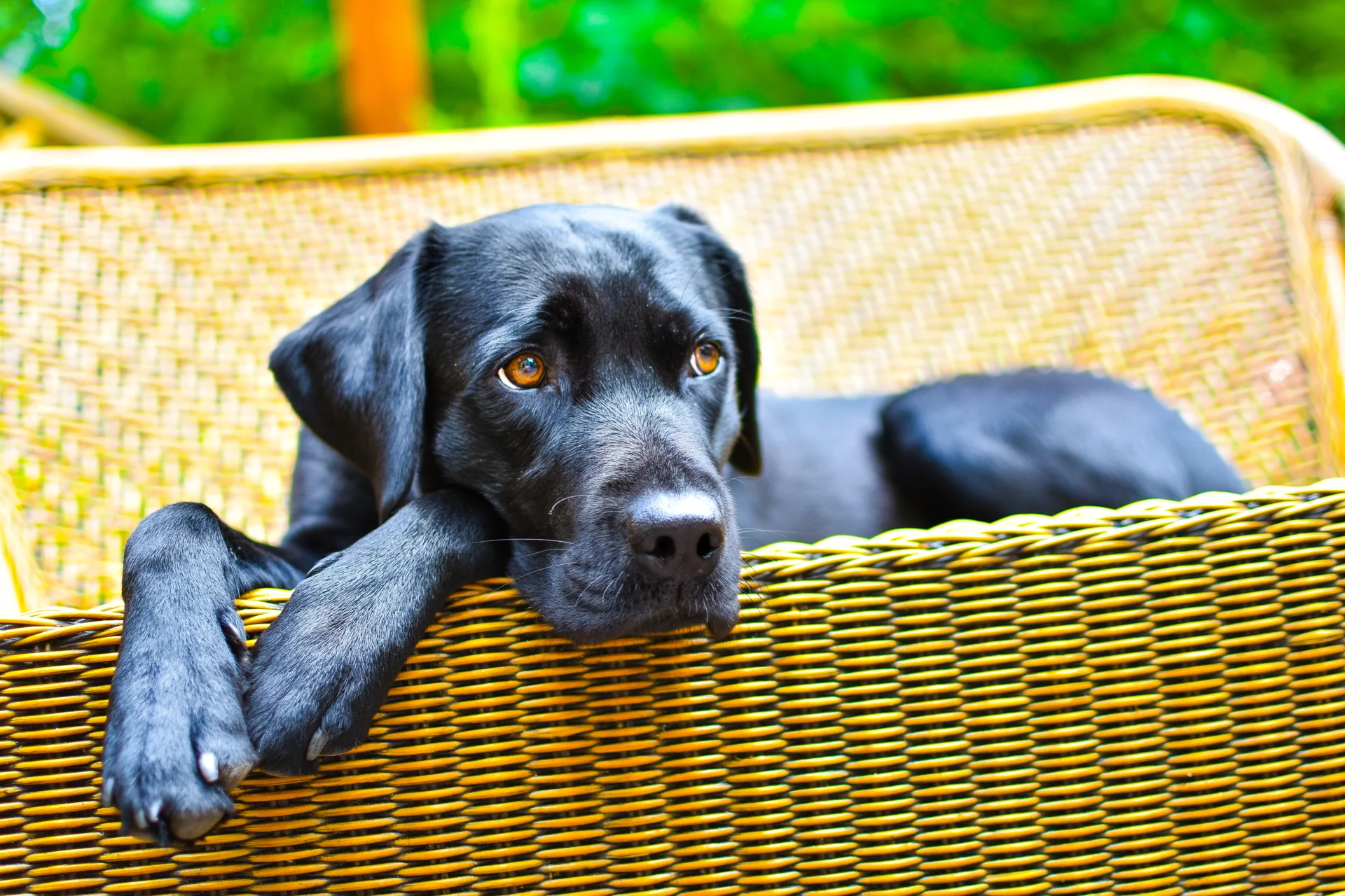 Urlaub mit Hunden