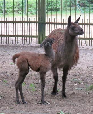 Guanako im Perleberger Tierpark geboren