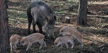 Schweinepest-Monitoring Landkreis TF 29.09.2017