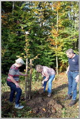 Foto zur Meldung: Seniorenkreis Bühren pflanzte einen Baum