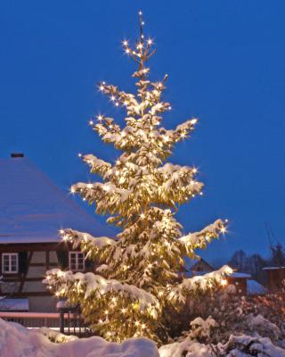 Weihnachtsbaum für den Dorfplatz in Grasleben gesucht!