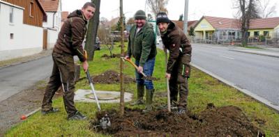 Foto zur Meldung: Neue Bäume an Kirchheilingens Vorstadt