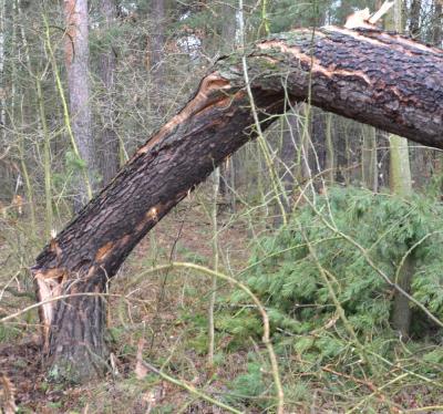 Geborsten, verbogen, verdreht: Bruchholz stellt ein Gefahrenpotential dar