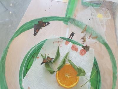 Foto zur Meldung: Klasse 2b: Von der Raupe zum Schmetterling