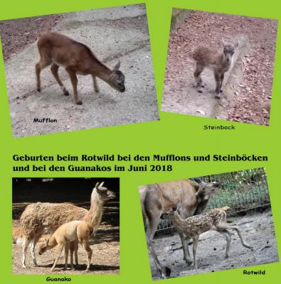 Nachwuchs im Perleberger Tierpark im Monat Juni 2018