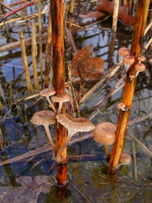 Der Schilf-Helmling ist ein ungewöhnlicher Pilz, da er an Schilfhalmen direkt an der Wasserkante im Spätherbst wächst.