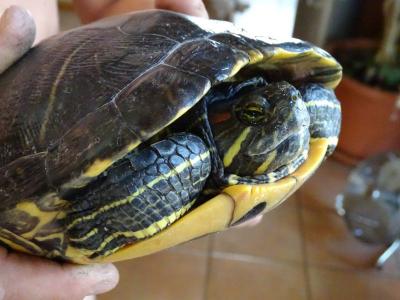 Schildkröte gefunden - Besitzer gesucht