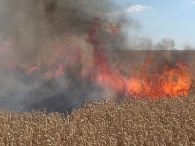 50 Hektar Weizen verbrennen in der Börde (Bild vergrößern)