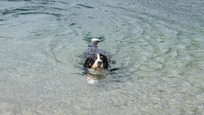 Dürfen Hunde im Bornsdorfer Teich baden??? (Bild vergrößern)