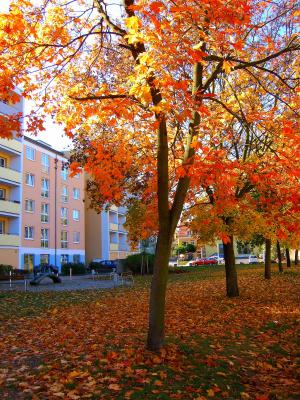 Alle Jahre wieder: Laubentsorgung Herbst 2018 – Säcke für Laub der Straßenbäume erhältlich