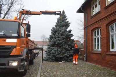 Die Mitarbeiter des Fachbereichs Grünpflege der Stadt Falkensee stellten heute den Weihnachtsbaum für die traditionelle ANgerweihnacht vor dem Haus am Anger auf.