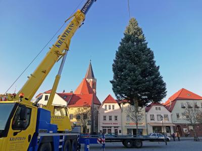 Foto zur Meldung: Weihnachtsbaum ziert den Calauer Marktplatz