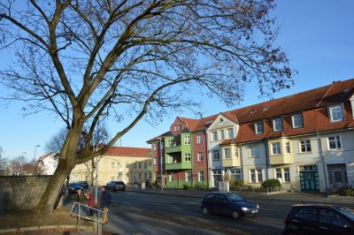 Foto: Der Ahornbaum an der Perleberger Straße soll noch in diesem Jahr gefällt werden I Foto: Martin Ferch