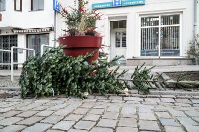 Mitarbeiter des Fachgebiets Bewirtschaftung holen in Pritzwalk abgeschmückte Weihnachtsbäume ab.