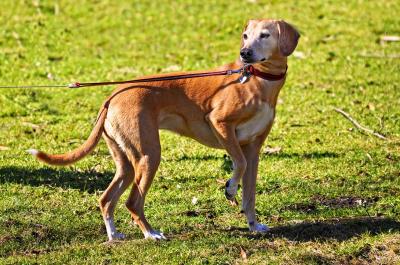 Vorschaubild : Hundehalter nehmen Rücksicht auf Natur und Menschen