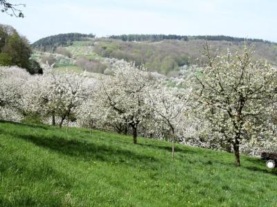 Blick über blühende Kirschbäume (c) Egon Apel (Bild vergrößern)