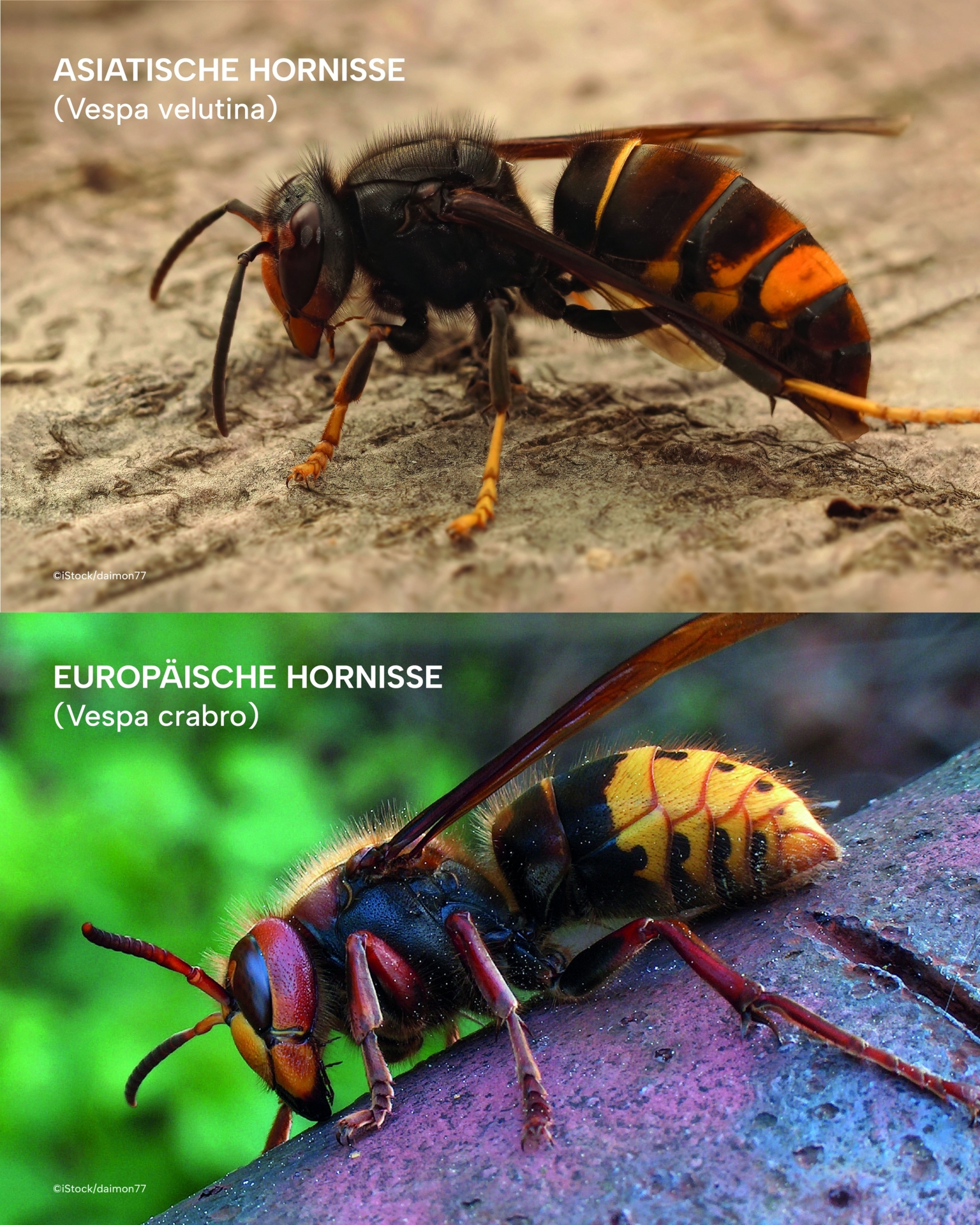 Asiatische Hornisse und Europäische Hornisse im Vergleich