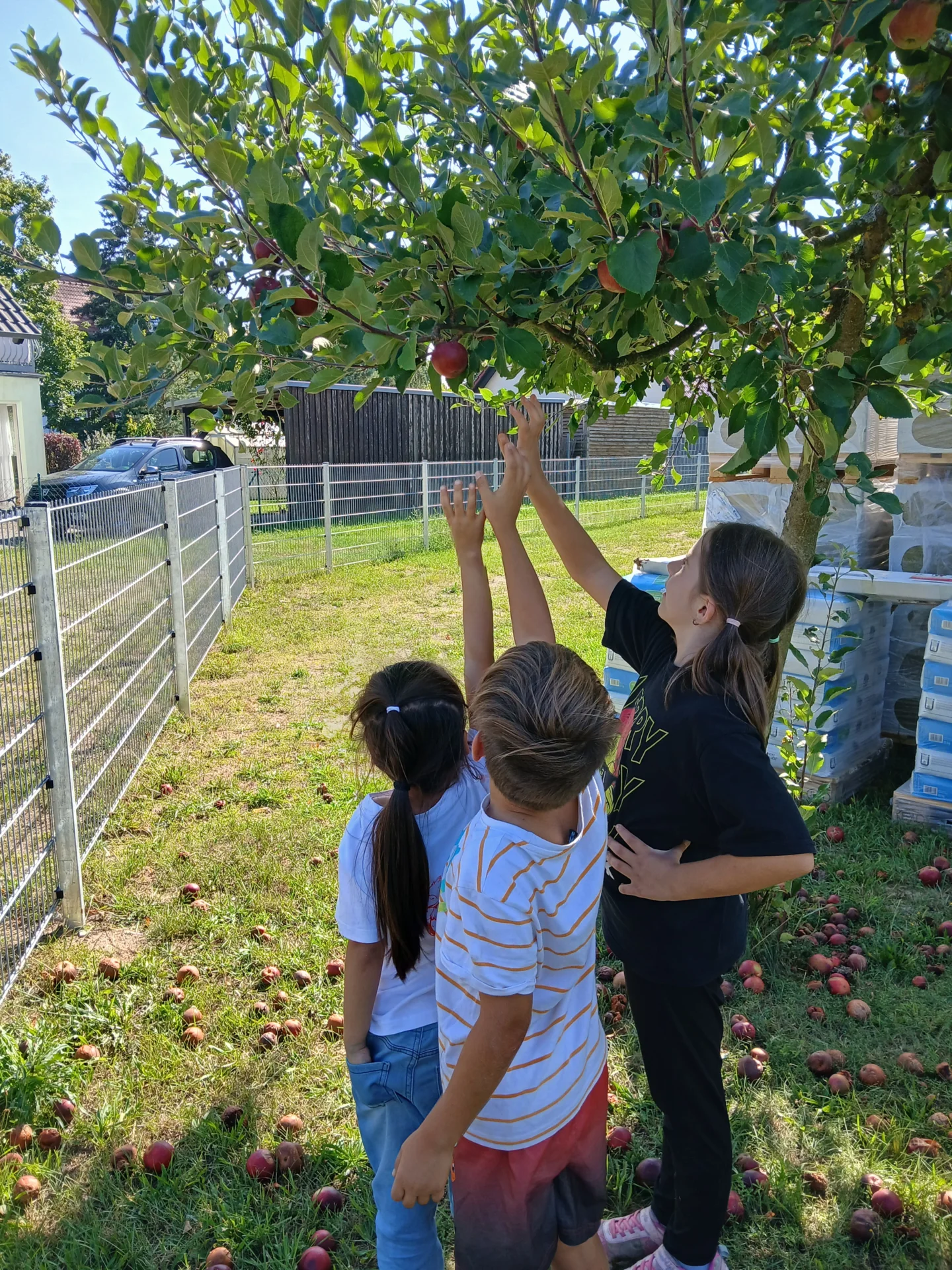 Äpfelpflücken im Hortgarten