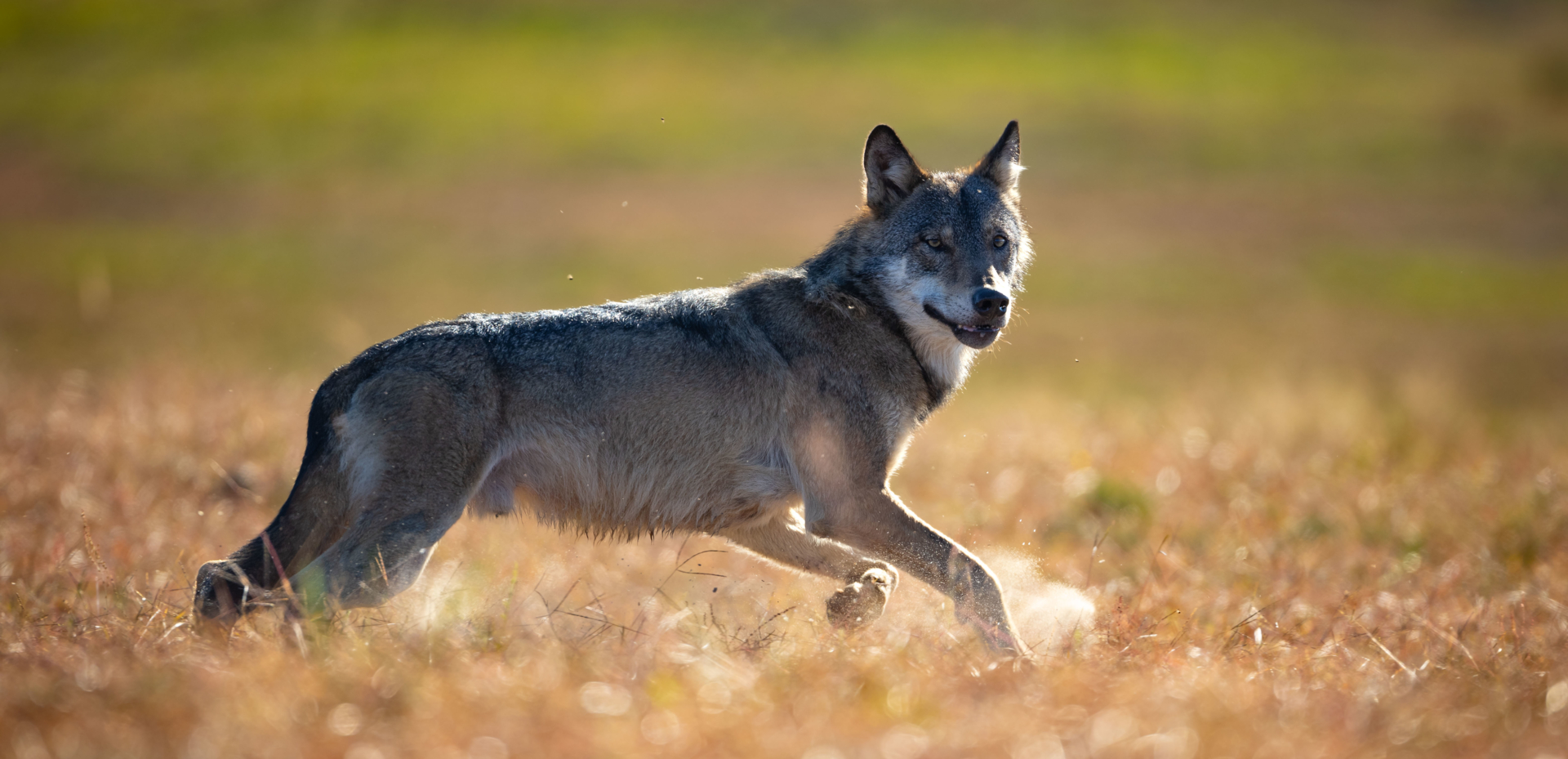 Ein Wolf in Sielmanns Naturlandschaft (Foto: Ingolf König)