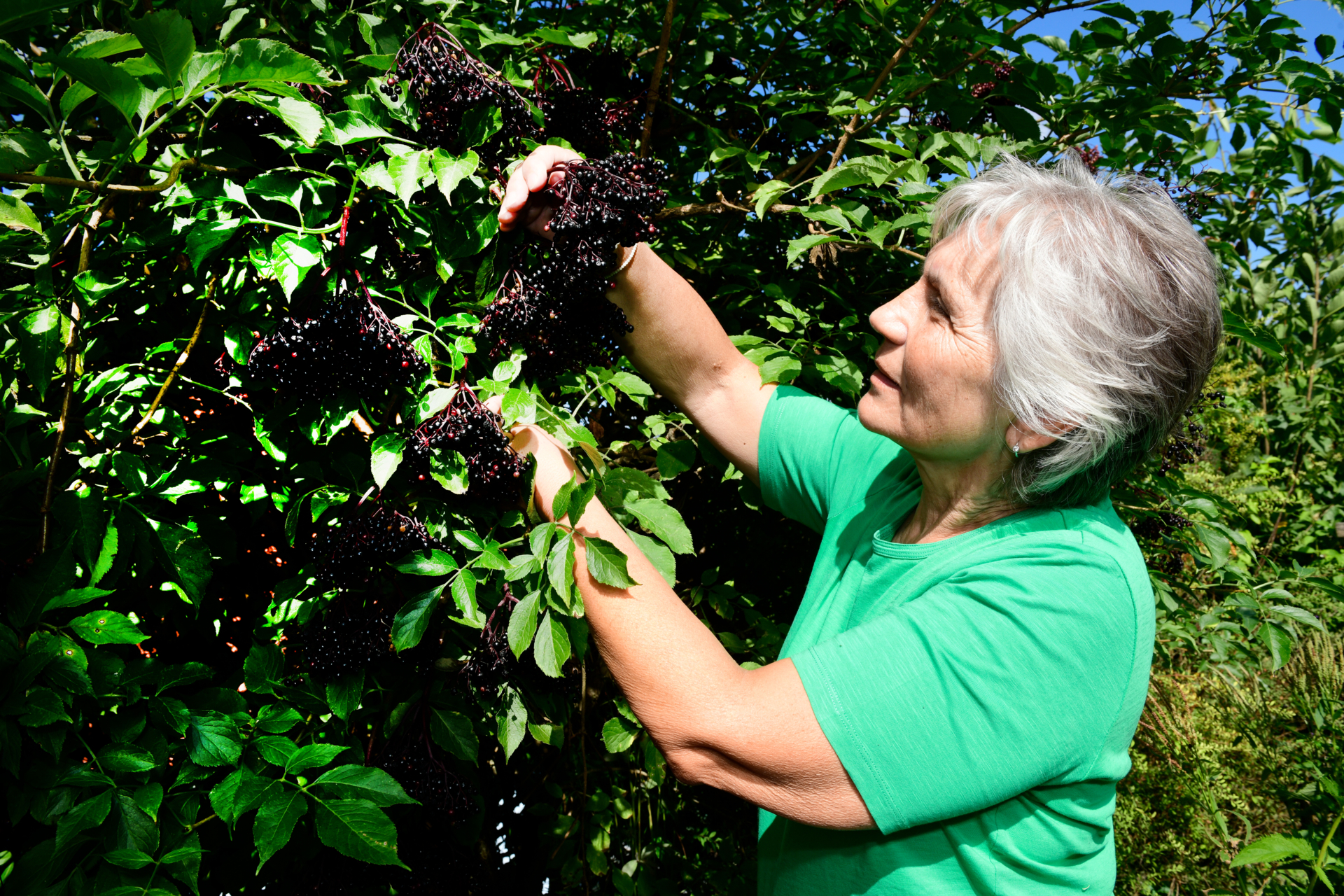 Wildkräuter und Wildfrüchte im Herbst sammeln - Holunderbeeren (Foto: Florian Amrhein)