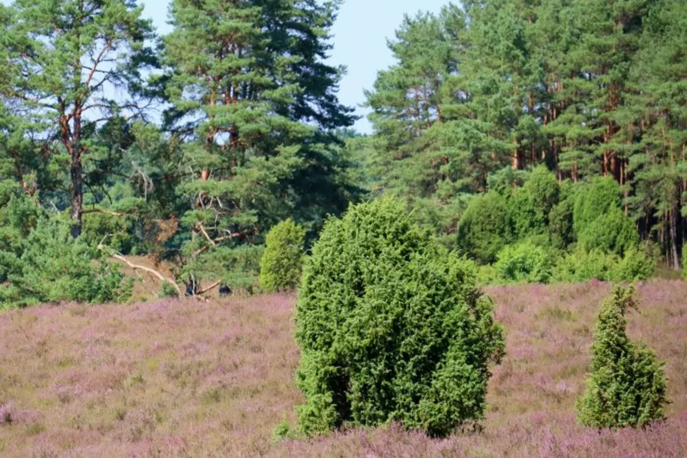 csm_Dethlinger_Heide_Beitrag_2-700x467_211dda4ecd