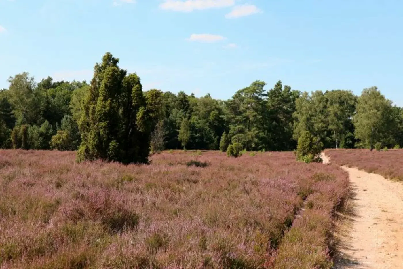 csm_Dethlingerr_heide_Beitrag-700x467_0c181ea924
