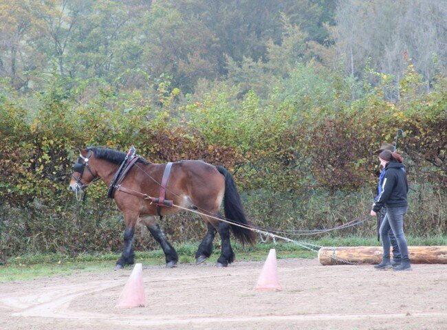 650x480-crop-90-vulkan_beim_schwachholzziehen