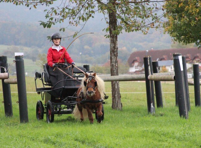 650x480-crop-90-whisper_vom_nimstal_mit_carina_karen_auf_der_gelaendestrecke