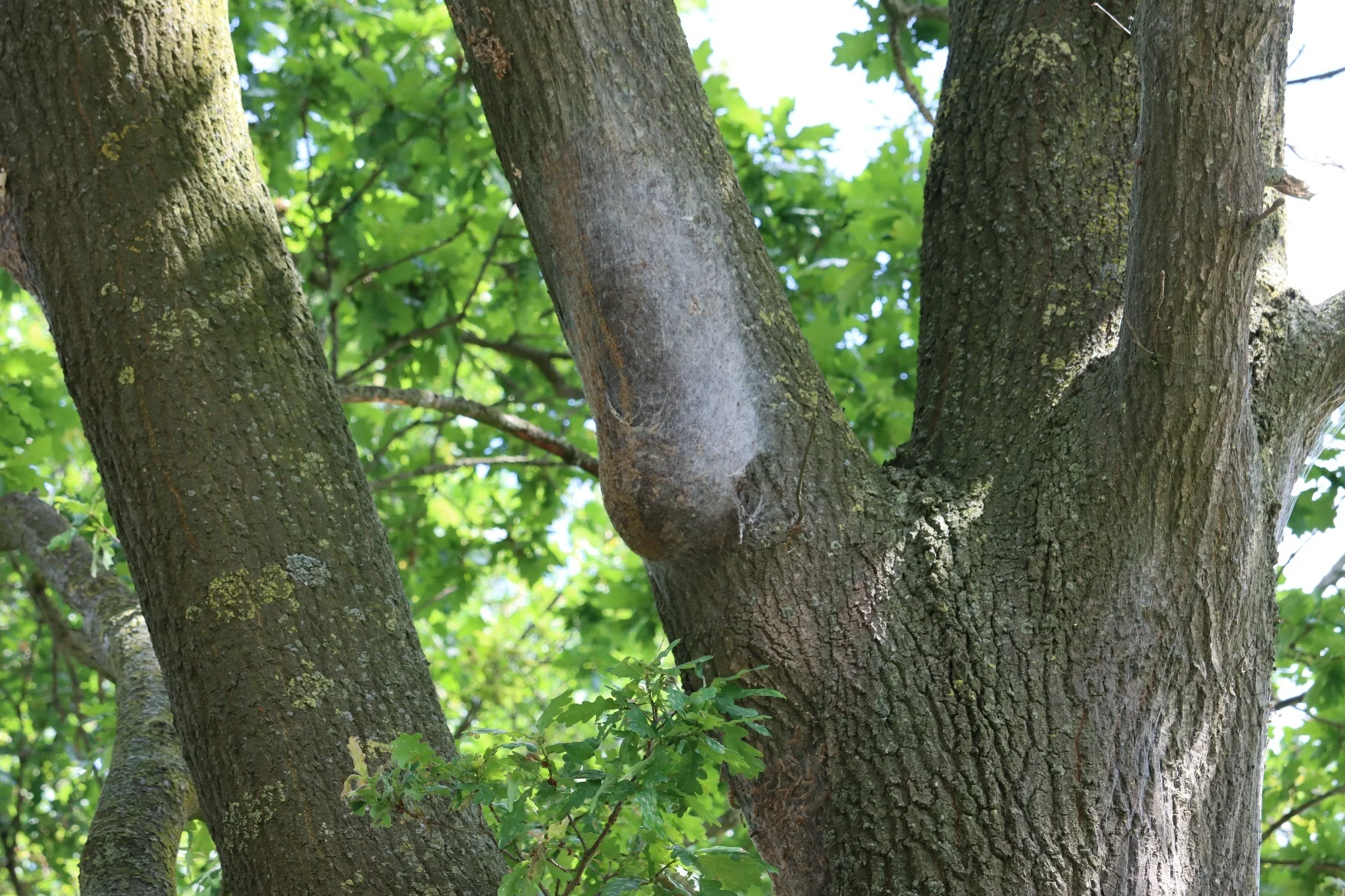 Eichenprozessionsspinner Nest © Adobe Stock