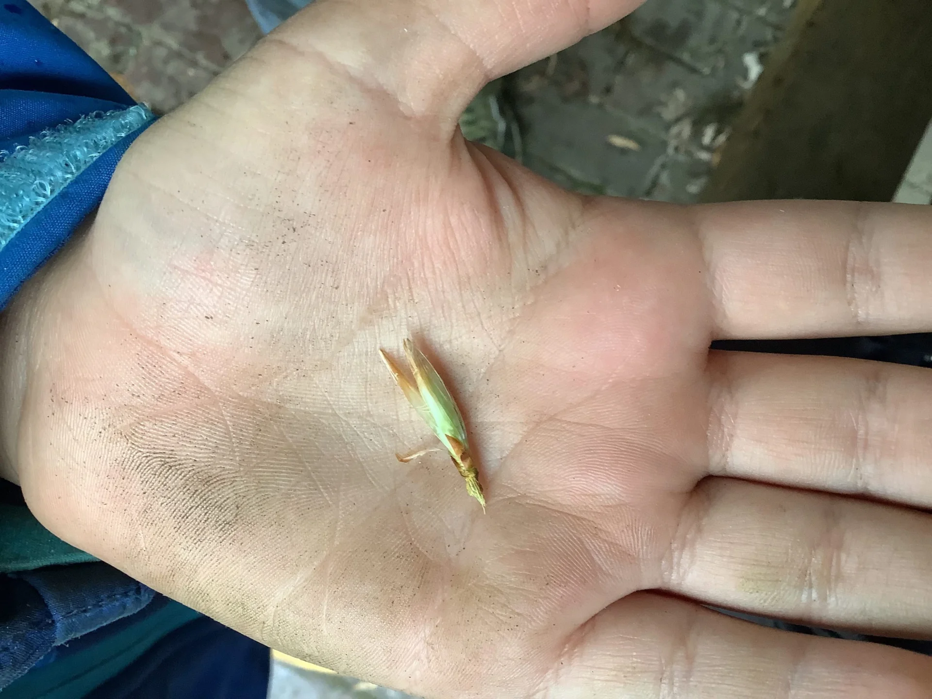 Naturerlebnisspiele in der Gruga