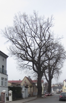 Historische Bäume in Fürstenwalde