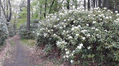 Auch im hinteren Waldpark haben die weißblühenenden rhododendren angefangen zu blühen (Bild vergrößern)