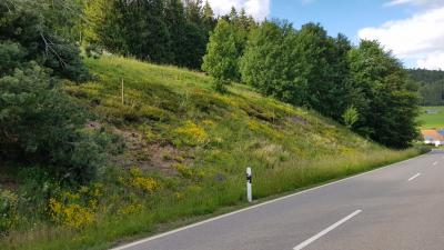 Strassenbegleitgrün: Wacholder mit Berg-Sandglöckchen