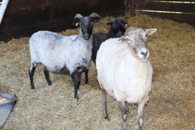 Sommerkleidung für unsere SchafePünktlich zu den heißen Temperaturen haben unsere Schafe ihre neue Sommerkleidung erhalten (Bild vergrößern)