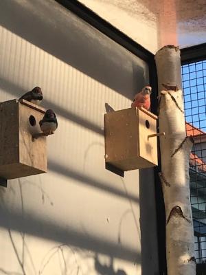 Foto zur Meldung: Vogelvoliere in der Röbeler Vorstadt
