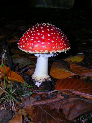 Der hübsche Fliegenpilz gehört zu den gefährlich giftigen Pilzen Foto:Uwe Jueg