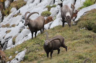 Alpensteinböcke - männliche Gruppe von > 20 Tiere ca. 30m entfernt
