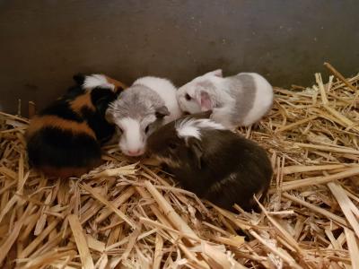 Bild der Meldung: Nachwuchs im Schulvivarium