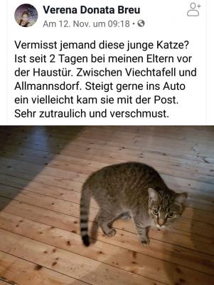 Katze in Prackenbach zugelaufen