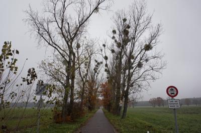 Meldung: Baumfällungen leiten Sanierung des Radweges zwischen Dörrwalde und Woschkow ein