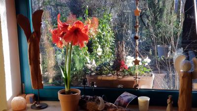 Zauberpflanze: Christrosen - Tipp: am Fenster, aber von aussen!