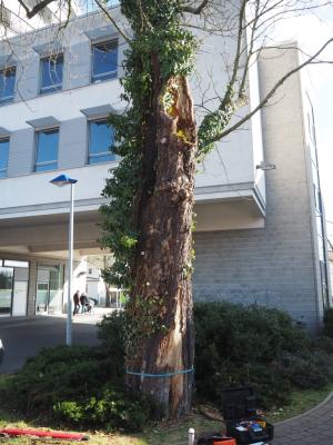 Baum am Busbahnhof musste weg
