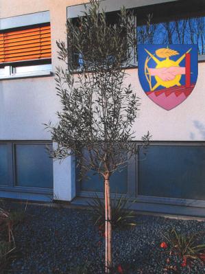 Vorschaubild : Baum des Monats – Der Olivenbaum (Olea europaea)