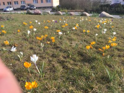 Krokusse an der "Blauen Acht" (Bild vergr&ouml;&szlig;ern)