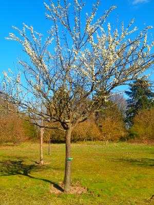 Vorschaubild : Baum des Monats – Die Mirabelle