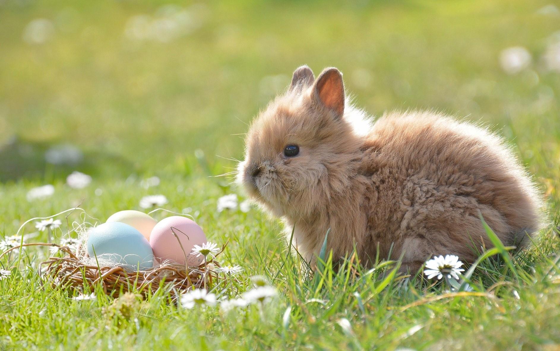 Bild der Meldung: Frohe Ostern