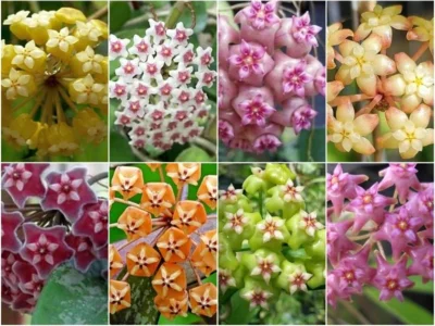 Hoya (Bild vergr&ouml;&szlig;ern)